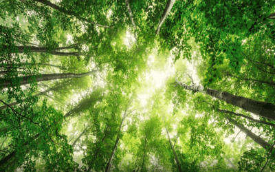 Identification of Key Mutation in Alagille Syndrome Offers Hope of New Treatment